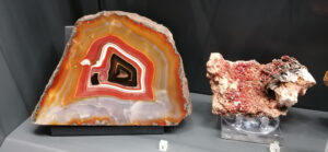 Museo della Natura e dell’Uomo di Padova-un viaggio tra scienza, biodiversità e storia-1