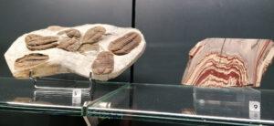 Museo della Natura e dell’Uomo di Padova-un viaggio tra scienza, biodiversità e storia-2