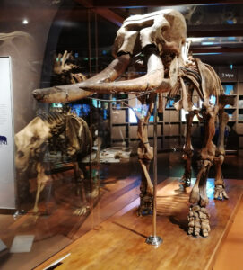 Museo della Natura e dell’Uomo di Padova-un viaggio tra scienza, biodiversità e storia-4