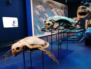 Museo della Natura e dell’Uomo di Padova-un viaggio tra scienza, biodiversità e storia-5